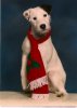 Darby.jpg