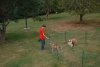 2004-09-01 a boy and his dogs.jpg