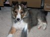 Riley (Large).jpg