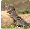 Numbat.jpg