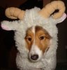 Bailey sheep.jpg