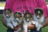 puppy girls.jpg