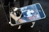 ba-petcostumes_2_0504402929.jpg