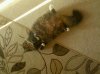 bimmer snoozing.jpg
