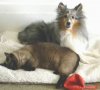 Tinsel and Chavala.jpg