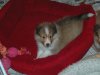 Smallboy-with-blaze3.jpg