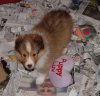 SmallMale-with-blaze2.jpg