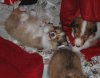SmallMale-with-blaze3.jpg