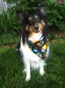 tri sheltie.jpg