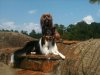 tri sheltie 2.jpg