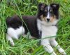 puppy.jpg