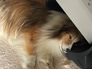 IMG_1415.jpeg