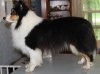 missing show dog.jpg