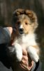 Puppy photo shoot 028.jpg