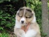 Tansy_chex_tobie_7wks.jpg