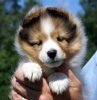 sophie8weeks2.jpg