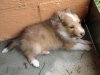 Lerwick_6wks_4.jpg