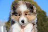 Twinkieface8wks.jpg