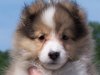 Baby Bailey.jpg