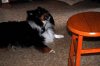 spoondog2.jpg