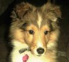 Lexi 12 wks.jpg