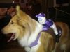 Max Halloween 80812.jpg