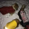 IMG_0686.jpg