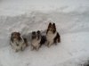 snow dogs.jpg