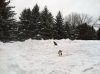 snow dogs 2.jpg
