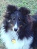 pippa ears.jpg