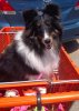 pippa home depot.jpg