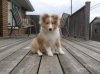 Callan 16 weeks.jpg