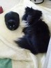 pixie and watson.jpg