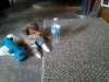 Baker is tiny! 8 weeks & 1 day old.jpg