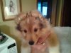 Baker ears.jpg