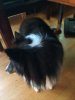 cats and dogs 004.jpg