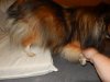 Tully front leg lift on cushion.jpg