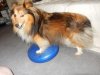 Tully on balance ball.jpg