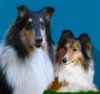 sheltie vs collie.jpg