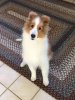 Flurry 21 wks.JPG