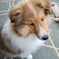 Scout’s Mom