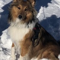 kazie
