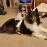 2GoodDogs