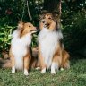 GordonDaSheltie