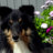 Hanne