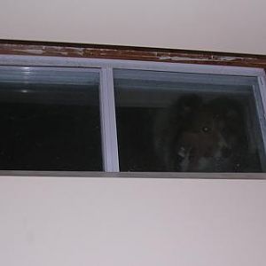 Peeping Tom