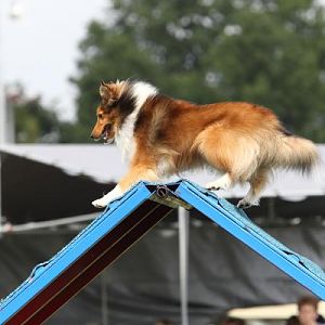Agility