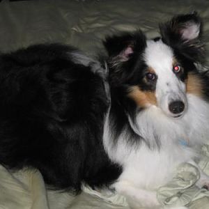 Paladin 8 months old