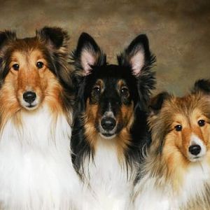 The Tails of 3 Shelties