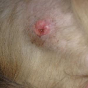 Anna's open wound - Nov. 19th